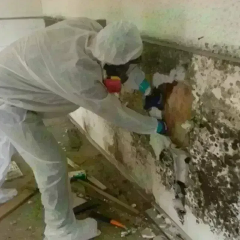 Mold Remediation and Removal in Salcha, AK